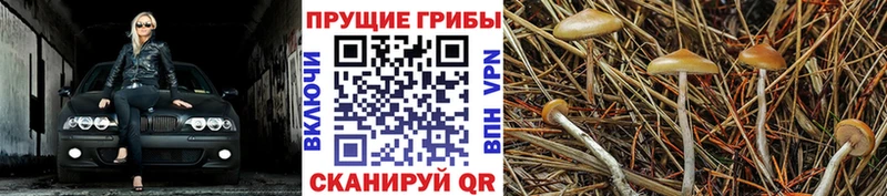 Псилоцибиновые грибы Psilocybine cubensis  Лихославль 